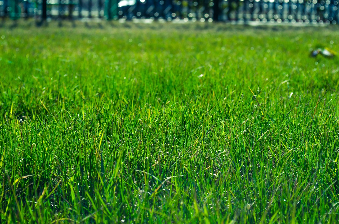 Turn Your Backyard into a Nature's Retreat